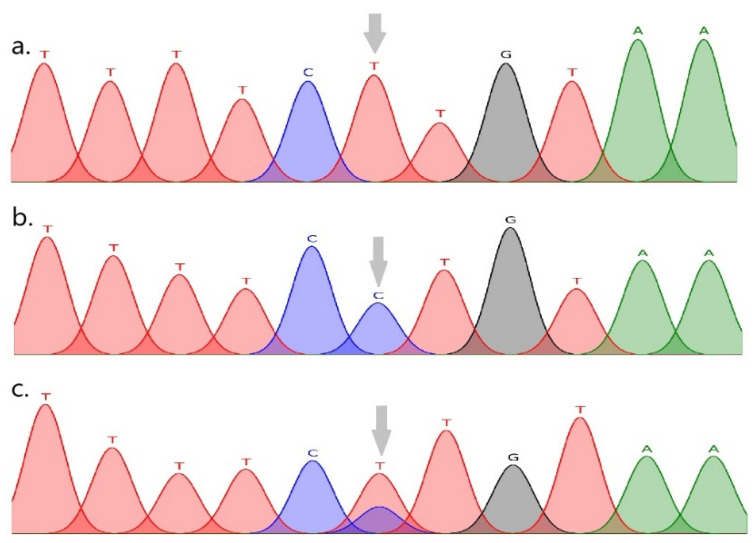 Association Between FABP3 and FABP4 Genes with Changes in Milk Composition and Fatty Acid Profiles in the Native Southern Yellow Cattle Breed.