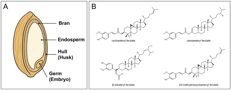 Biochemical, Biological, and Clinical Properties of γ-Oryzanol.