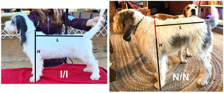 Absence of <i>FGF4</i> Retrogene Insertion on Chromosome 18 Results in a Tall Phenotype in Grand Basset Griffon Vendéen Dogs.