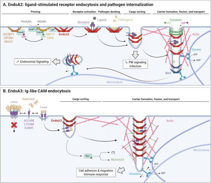 Bending the boundaries: the many facets of endophilin-As from membrane dynamics to disease.