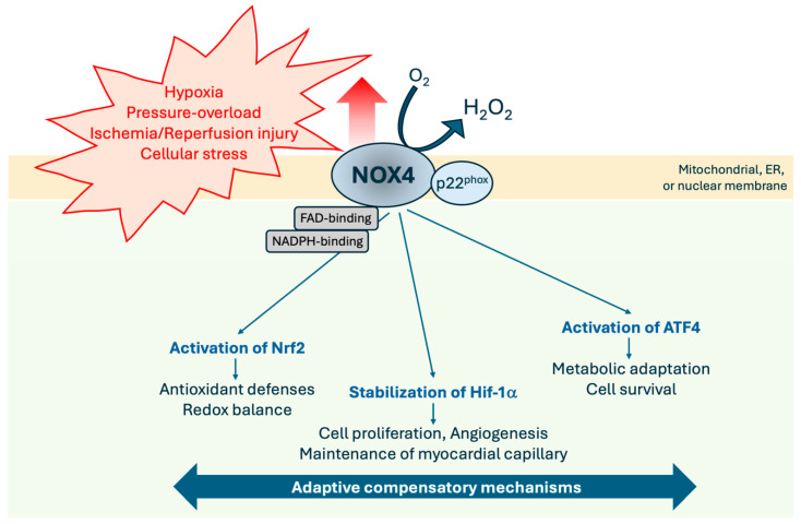 The Dual Role of NOX4 in Cardiovascular Diseases: Driver of Oxidative Stress and Mediator of Adaptive Remodeling.