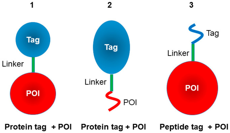 Beyond Purification: Evolving Roles of Fusion Tags in Biotechnology.