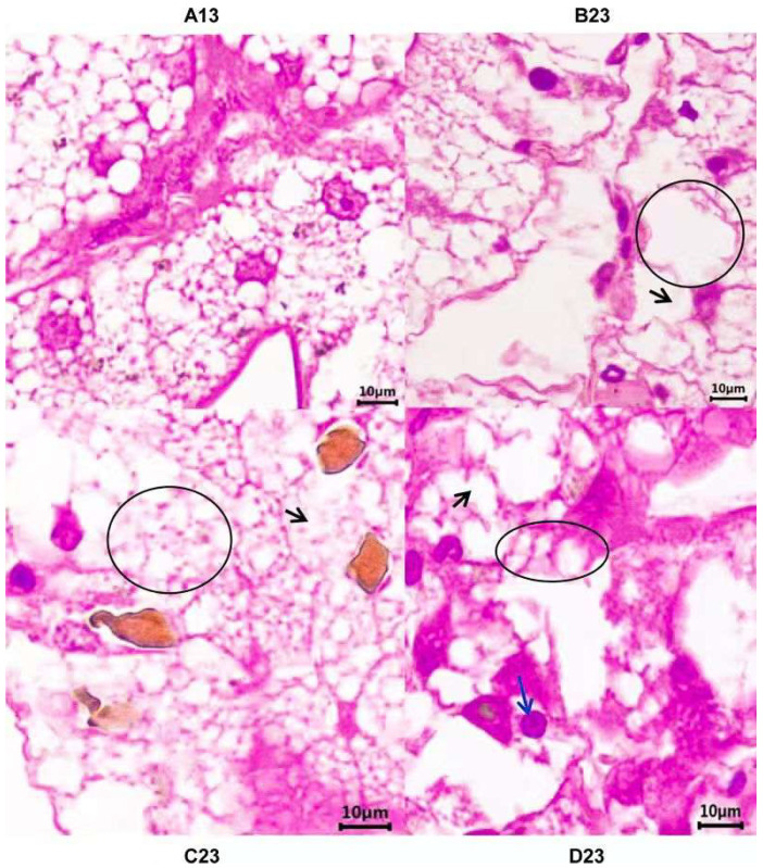 Transcriptome Analyses of <i>Procambarus clarkii</i> (Girard, 1852) Under Individual Exposures to CuSO<sub>4</sub>, Pendimethalin, and Glyphosate.