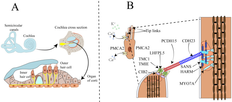 The Role of Calcium Signaling in Sensorineural Hearing Loss.