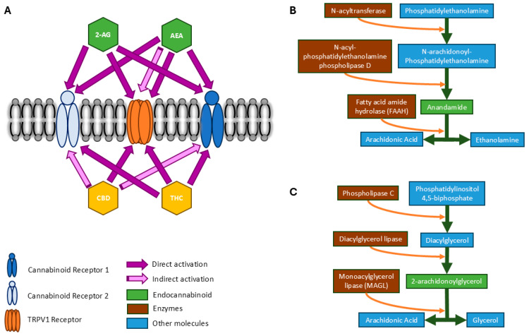 Considering the Effects of Cannabinoids and Exercise on the Brain: A Narrative Review.