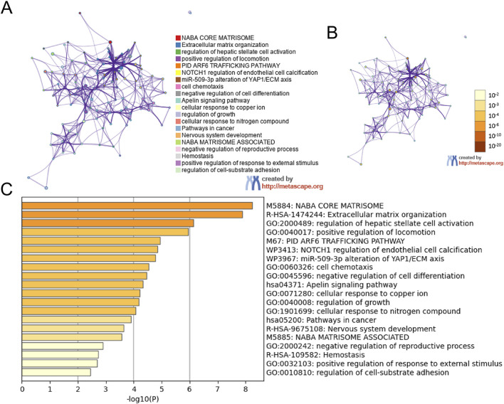 Uncovering differential gene expression between mtRNA-positive and -negative osteosarcoma cells: implications beyond mitochondrial function.