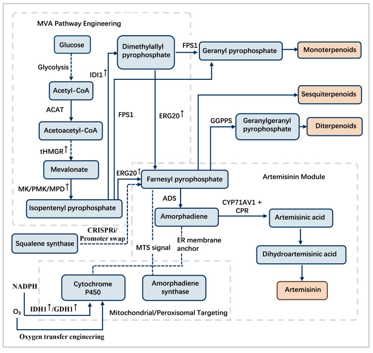 Metabolic Engineering of Terpenoid Biosynthesis in Medicinal Plants: From Genomic Insights to Biotechnological Applications.