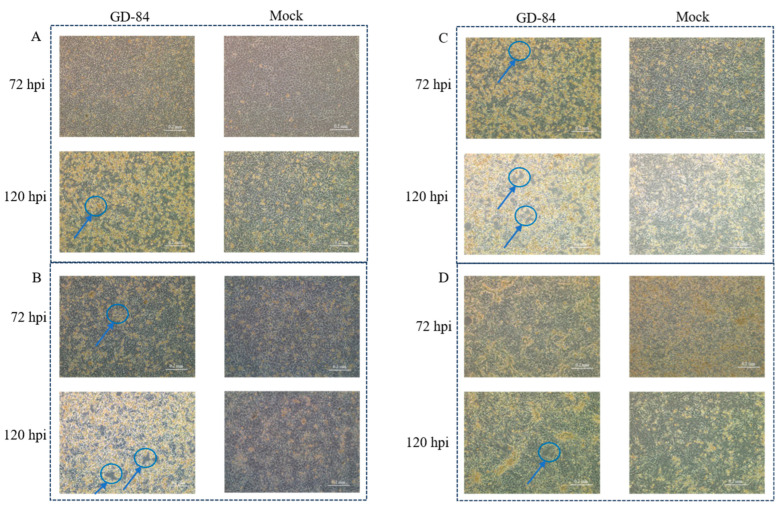 Isolation of Porcine Adenovirus Serotype 5 and Construction of Recombinant Virus as a Vector Platform for Vaccine Development.