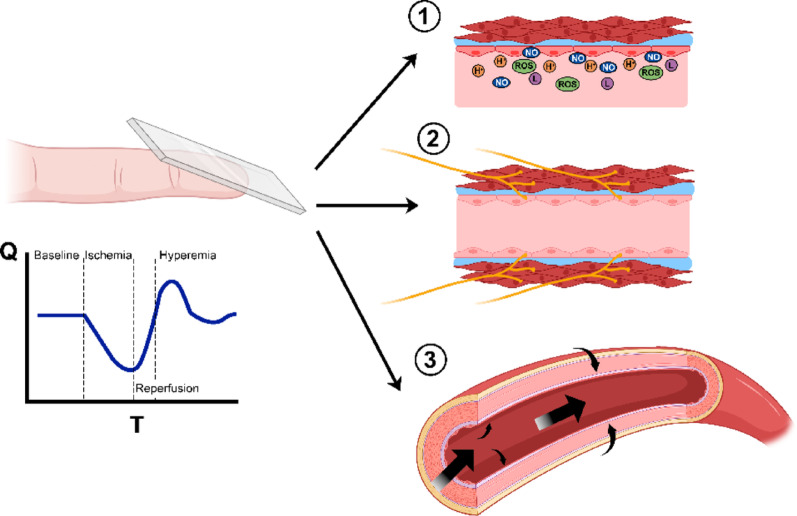 The intricate relationship between capillary refill time and systemic hemodynamics in septic shock.