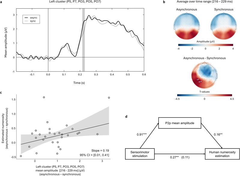 Extrastriate activity reflects sensorimotor-induced bias in estimating number of visual humans.