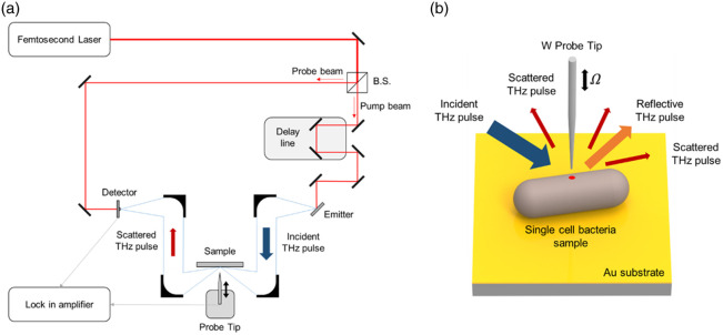Quantitative imaging of individual bacterial cells: <i>E. coli</i> and <i>B. subtilis</i> via terahertz scattering-type scanning near-field optical microscopy.