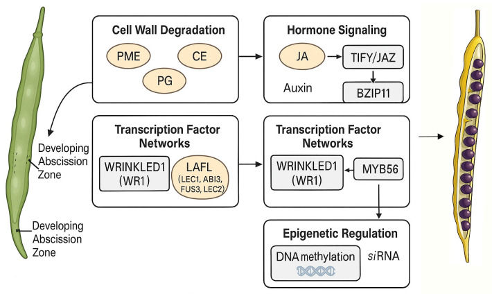 Mechanisms of Silique Dehiscence in Rapeseed: A Review of Research Progress.