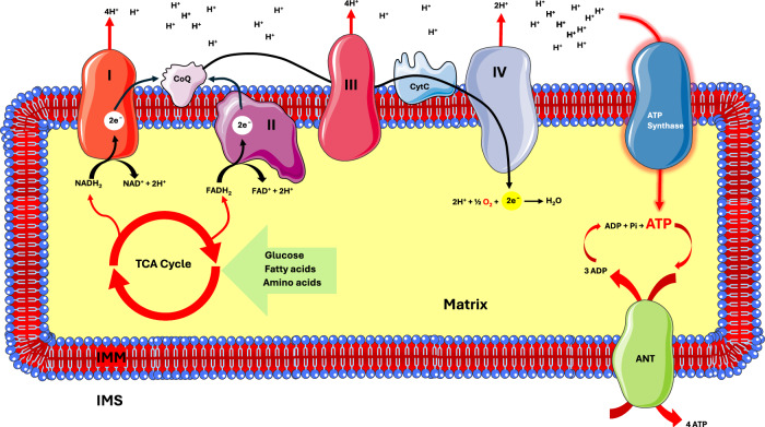 Mitochondrial uncoupling, energy substrate utilization, and brown adipose tissue as therapeutic targets in cancer.