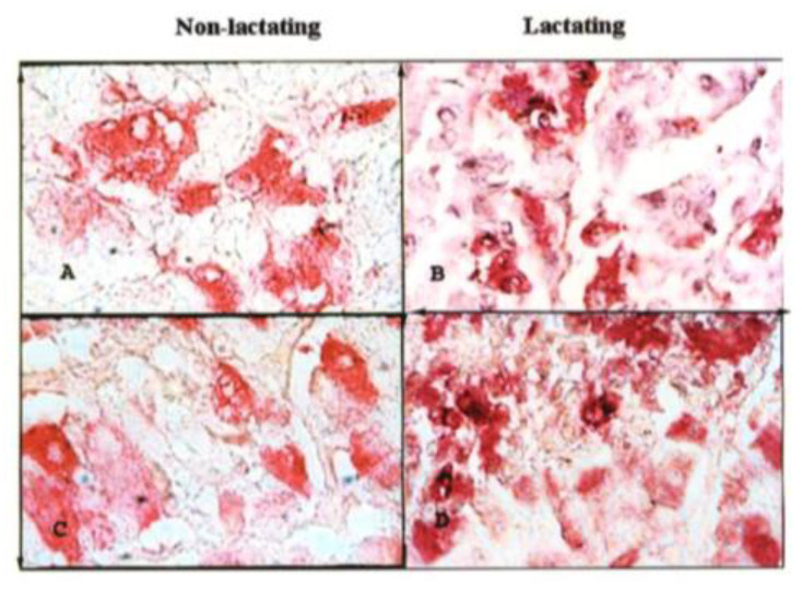 Interplay Between Thyrotroph Morphometry and Circulating Thyroid Hormones in Lactating and Non-Lactating Female Camels (<i>Camelus dromedarius</i>).