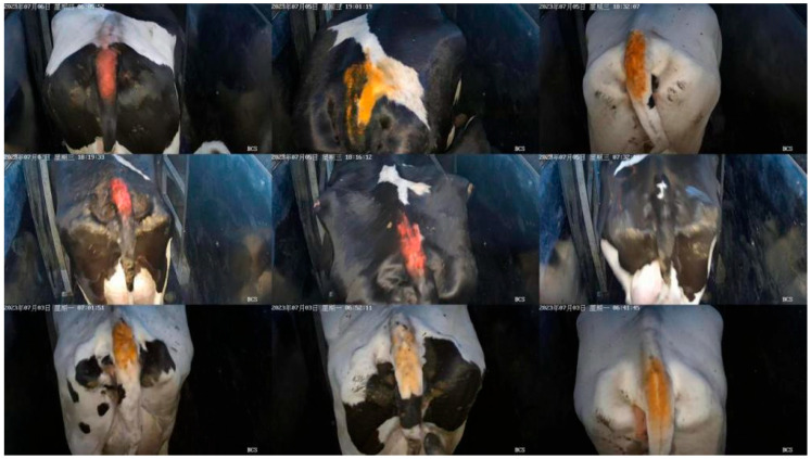 A Novel Lightweight Dairy Cattle Body Condition Scoring Model for Edge Devices Based on Tail Features and Attention Mechanisms.