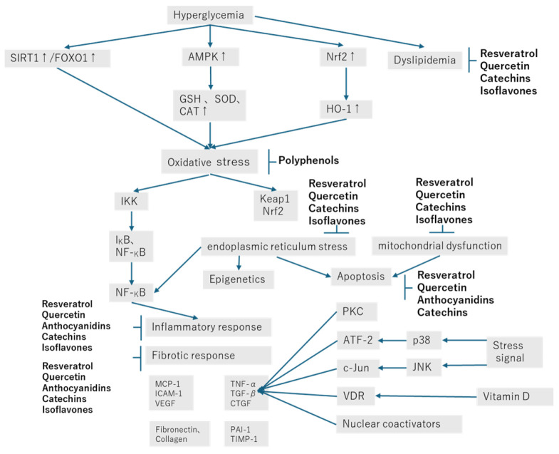 Mechanisms of the Effects of Polyphenols on Diabetic Nephropathy.