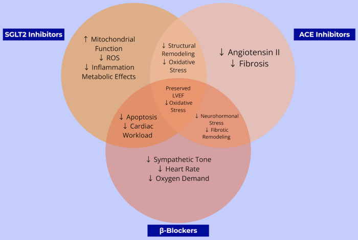 From bench to bedside: investigating SGLT2 inhibitors as a novel strategy against chemotherapy-induced cardiomyopathy.