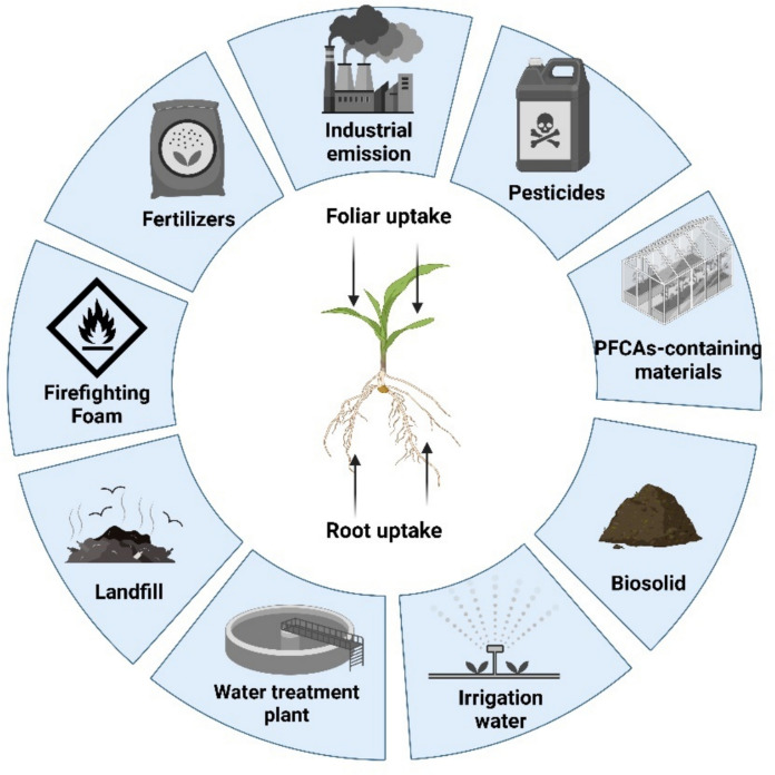 Emerging contaminants of perfluoroalkyl carboxylic acids (PFCAs): a review of sources, occurrence, and accumulation in plants.