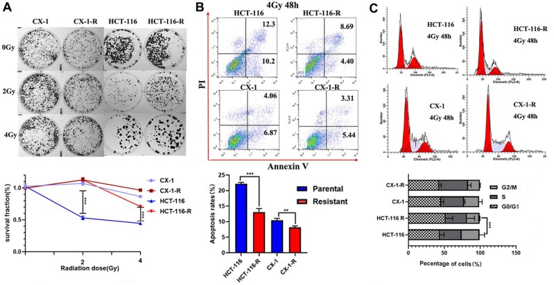 YTHDF2 alleviates the radioresistance of rectal cancer cells by targeting methylated MYC.