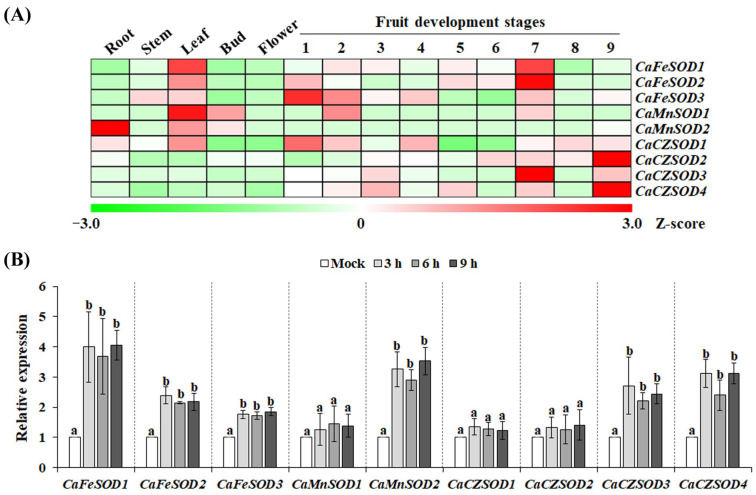 Superoxide Dismutase Gene Family in Chili Pepper (<i>Capsicum annuum</i> L.): Molecular Characterization and Involvement in Redox Regulation Under Chilling Stress.