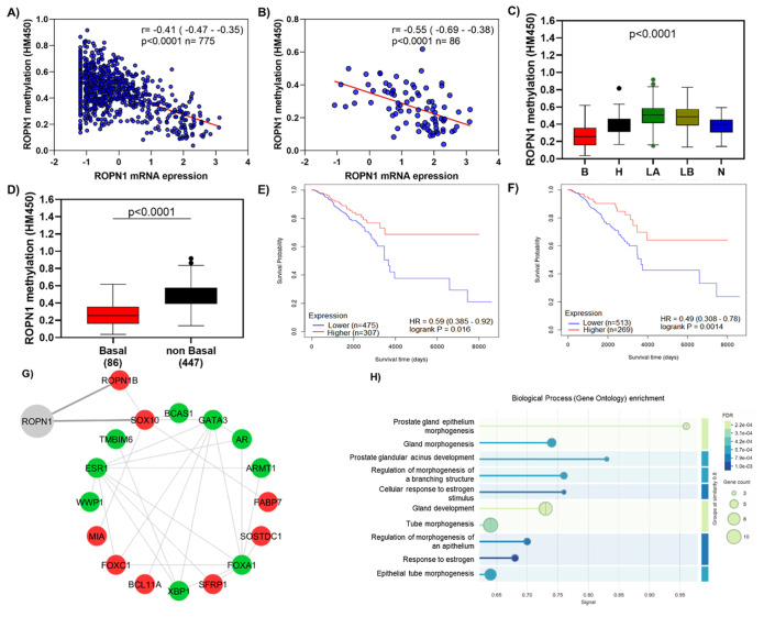 <i>ROPN1</i> Gene Expression as a Prognostic and Predictive Biomarker in Aggressive Breast Cancer: Clinical Implications and Survival Association.