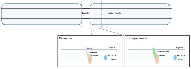 Neuromyotonia and CASPR2 Antibodies: Electrophysiological Clues to Disease Pathophysiology.