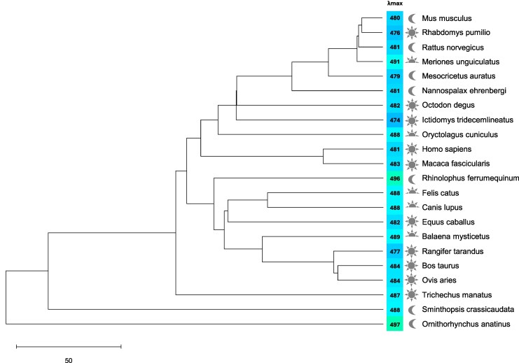 Spectral Tuning in Mammalian Melanopsins.