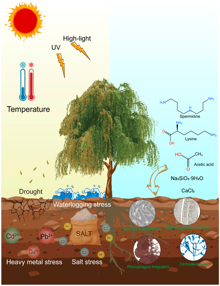 Mechanistic Insights into the Abiotic Stress Adaptation of <i>Salix</i> Species: A Comprehensive Review of Physiological, Molecular, and Sex-Dimorphic Responses.