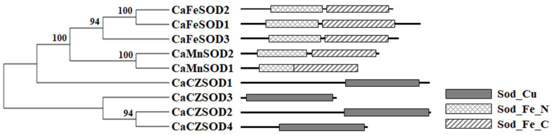 Superoxide Dismutase Gene Family in Chili Pepper (<i>Capsicum annuum</i> L.): Molecular Characterization and Involvement in Redox Regulation Under Chilling Stress.