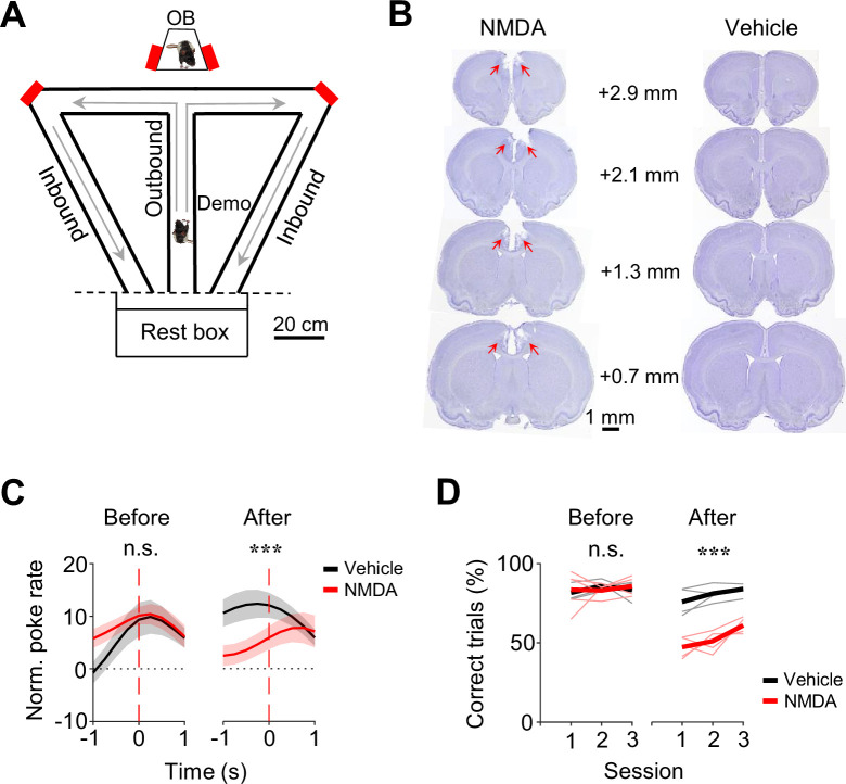 Observational activation of anterior cingulate cortical neurons coordinates hippocampal replay in social learning.