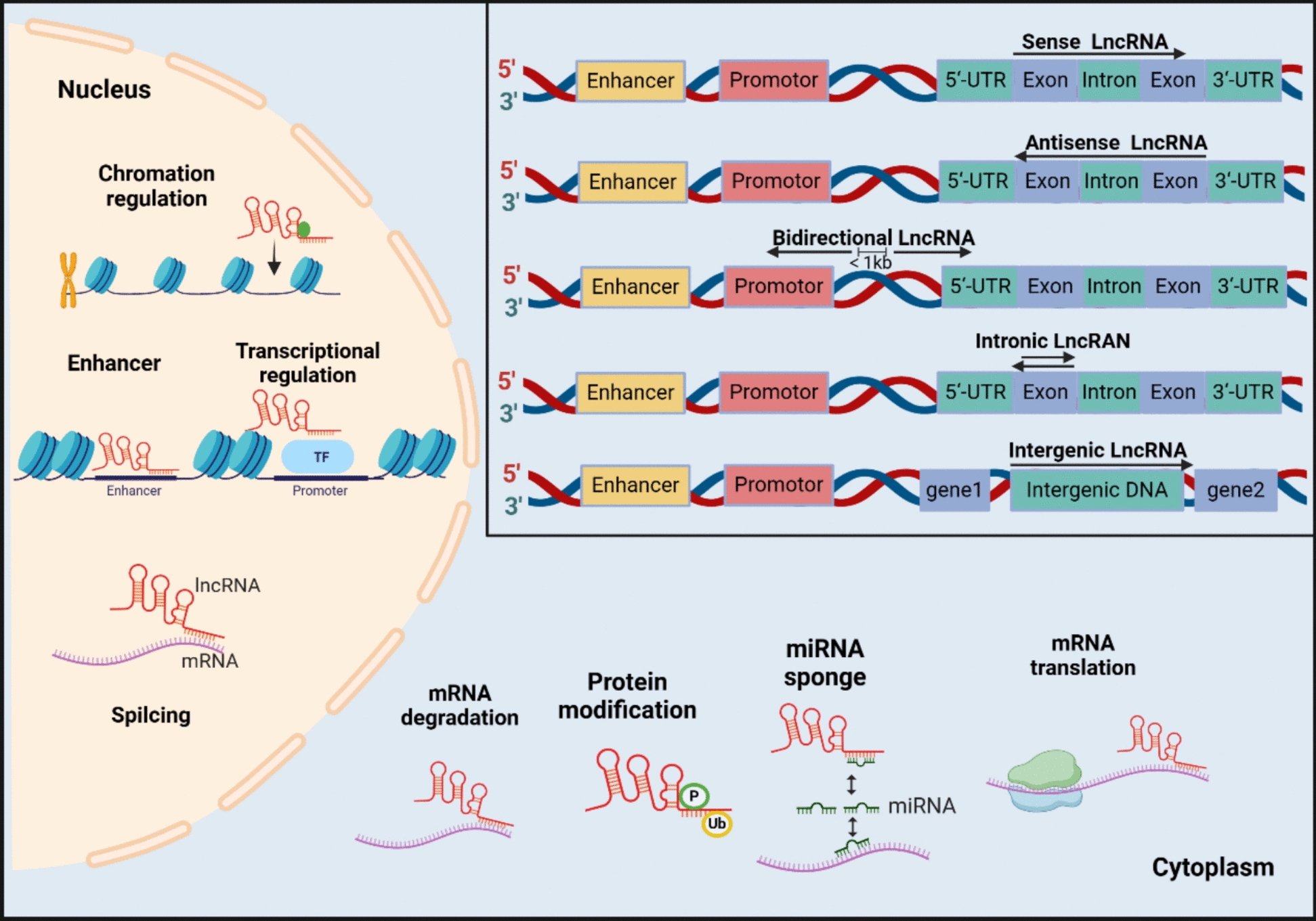 Role of long non-coding RNAs in cartilage development and osteoarthritis pathogenesis.