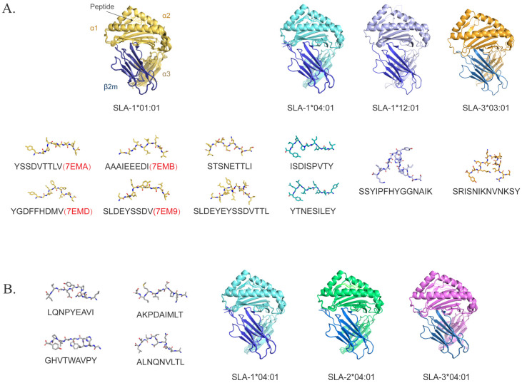 Identification of T-Cell Epitopes and Vaccine Development for African Swine Fever Virus.