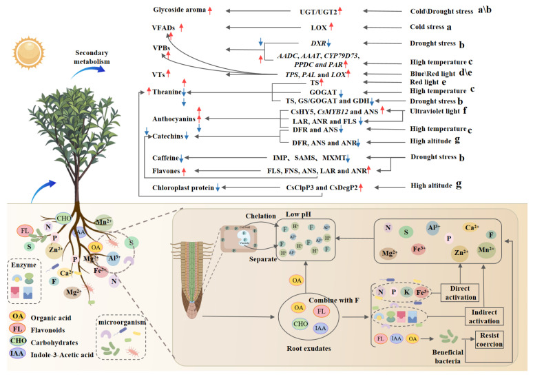 Influencing Factors and Regulatory Mechanisms of Fresh Tea Leaf Quality: A Review.