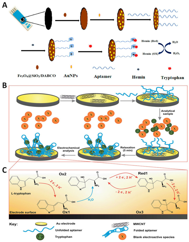 Advanced Electrochemical Sensors for Rapid and Sensitive Monitoring of Tryptophan and Tryptamine in Clinical Diagnostics.