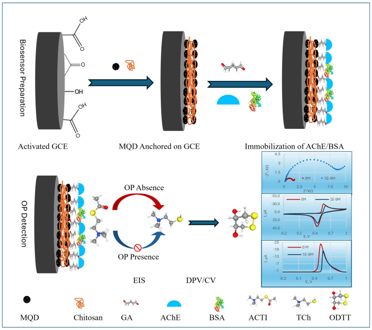 A Sensitive Electrochemical Cholinesterase-Inhibiting Biosensor for Organophosphorus Pesticides Based on Ti<sub>3</sub>C<sub>2</sub>T<sub>X</sub> MXene Quantum Dots.