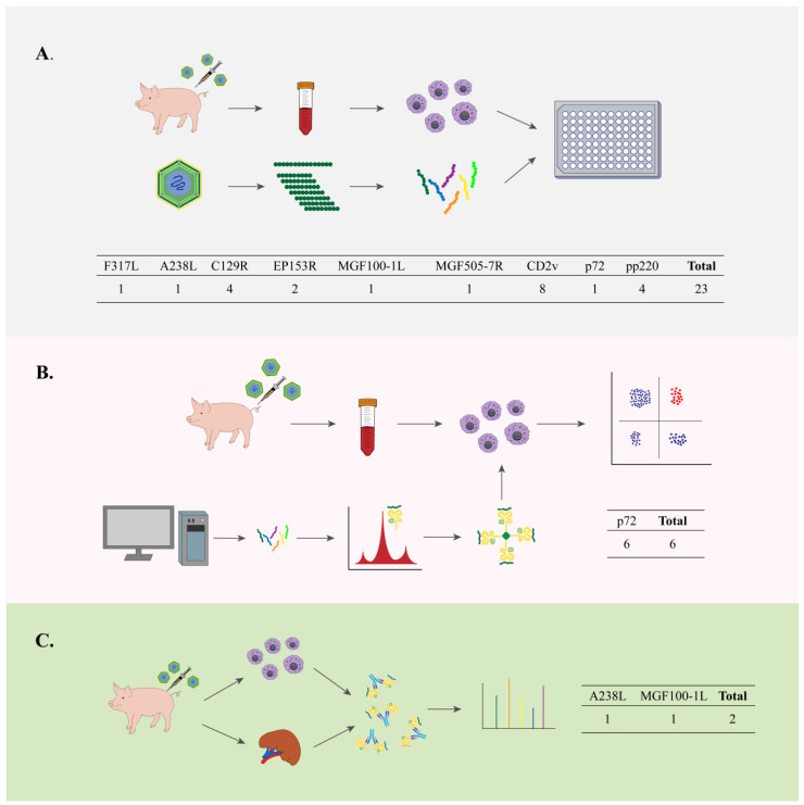 Identification of T-Cell Epitopes and Vaccine Development for African Swine Fever Virus.