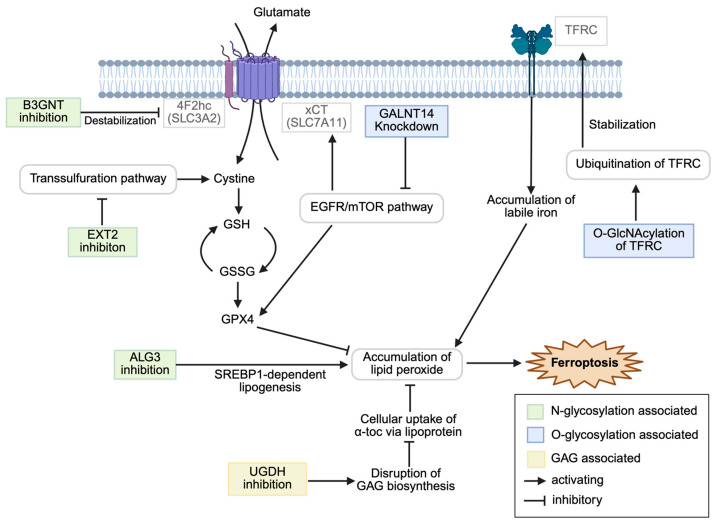 The Intersection of Glycosylation and Ferroptosis in Cancer.