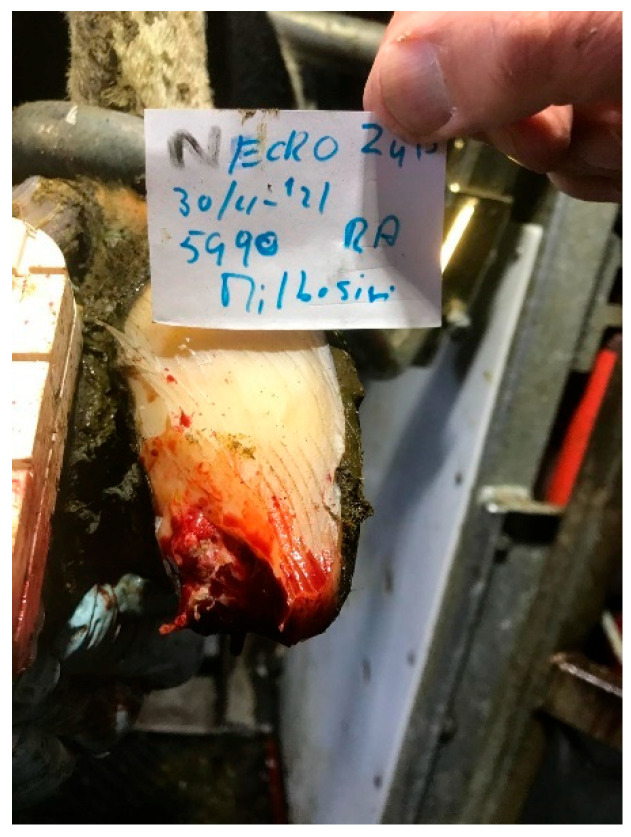 Review of White Line Disorders in Zone 3 and Toe Tip Necrosis in Dairy Cows and Recent Insights into Aetiopathogenesis and Treatments.