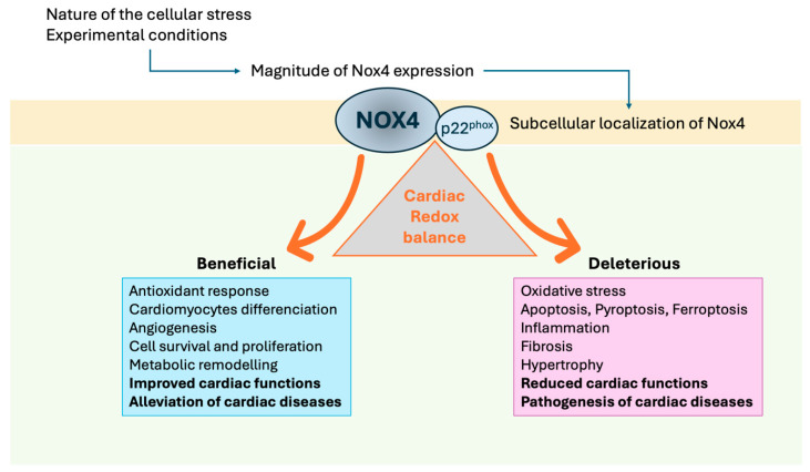 The Dual Role of NOX4 in Cardiovascular Diseases: Driver of Oxidative Stress and Mediator of Adaptive Remodeling.