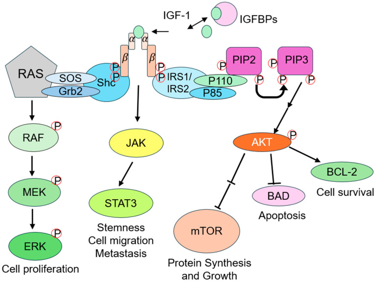 Insulin-like Growth Factor 1 (IGF-1) in Hair Regeneration: Mechanistic Pathways and Therapeutic Potential.