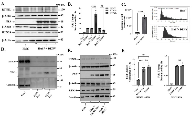 Integrative Mechanistic Studies Identify Reticulon-3 as a Critical Modulator of Infectious Exosome-Driven Dengue Pathogenesis.