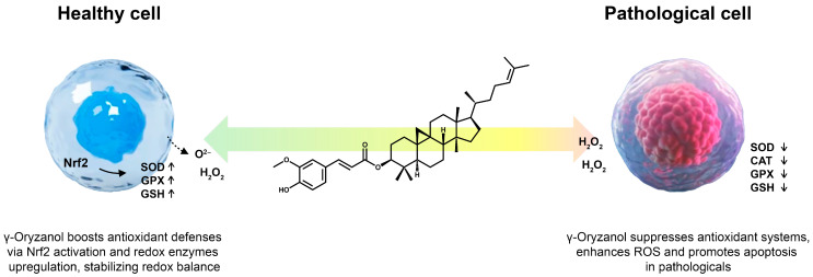 Biochemical, Biological, and Clinical Properties of γ-Oryzanol.