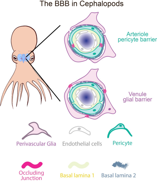 Invertebrate glial barriers as a model for understanding blood-brain barrier evolution.