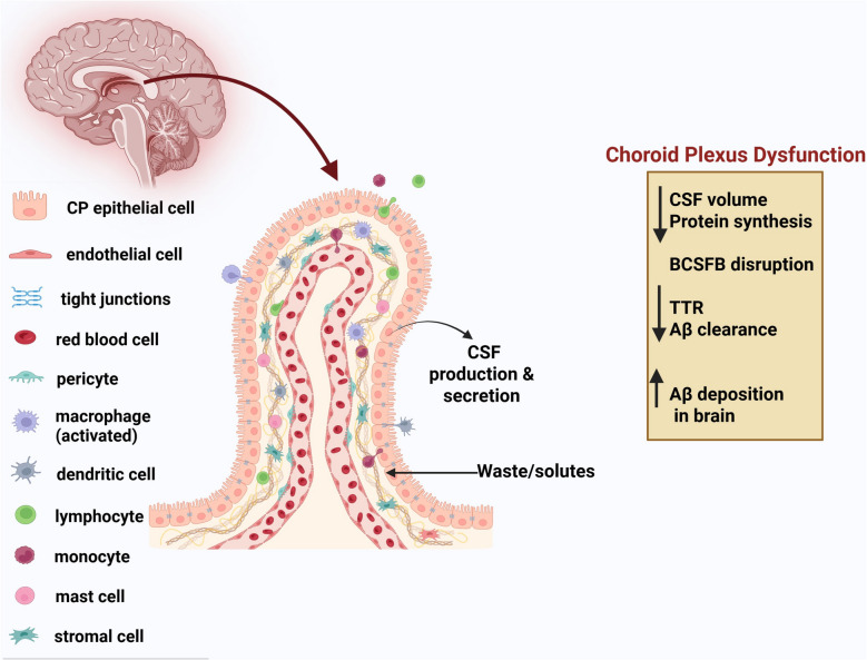 Bridging the barrier: insights into blood biomarkers and therapeutic strategies targeting choroid plexus and BBB dysfunction in alzheimer's disease.
