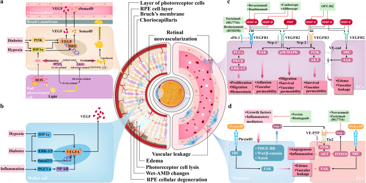 Nanomaterial-Based Anti-Angiogenic Gene Therapy for Retinal Neovascular Diseases: Mechanistic Insights and Preclinical Advances.