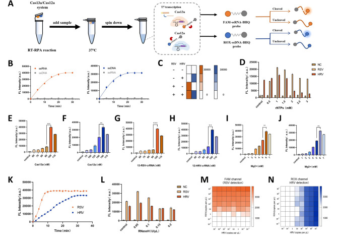 Development of a single-tube, dual-target CRISPR Cas12a/Cas13a system for rapid screening of coinfection with respiratory syncytial virus and rhinovirus.