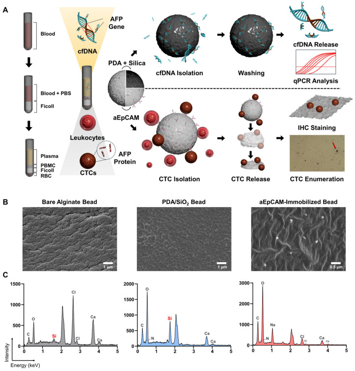 Cell-Free DNA Versus Circulating Tumor Cells: A Pilot Study of Alpha-Fetoprotein Analysis for Diagnosis and Treatment Monitoring in Hepatocellular Carcinoma.