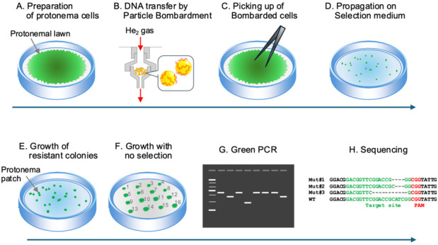 CRISPR/Cas9-Induced Targeted Mutagenesis of the Moss <i>Physcomitrium patens</i> by Particle Bombardment-Mediated Transformation.