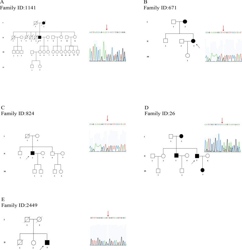 New variants and genotype-phenotype correlation in <i>KIF5A</i> mutation: the contribution of a large Italian cohort.