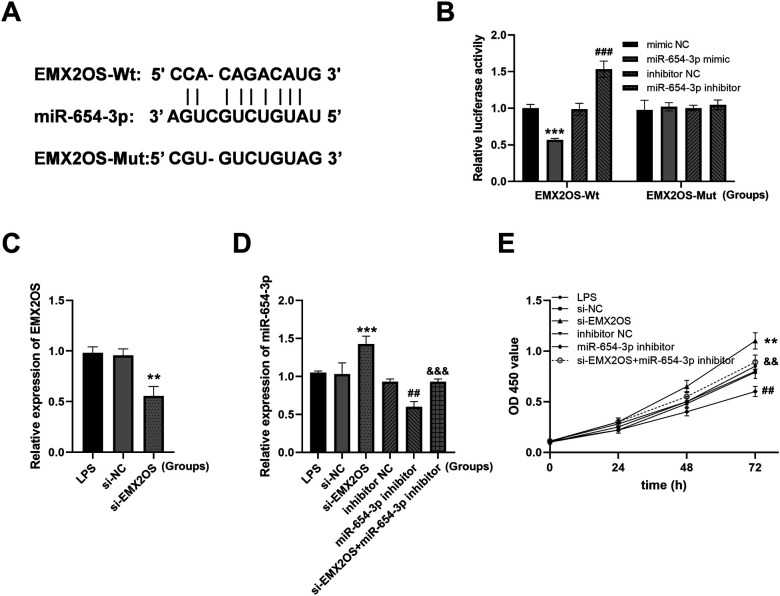 EMX2OS serves as a biomarker of neonatal sepsis and participates acute lung injury through enhancing ferroptosis.